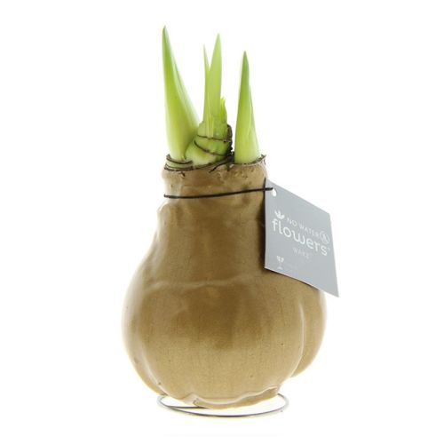 Amaryllis-Zwiebel in Geschenkbox - Bild 13